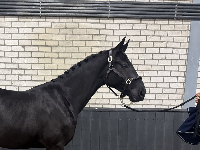 KWPN Gelding 3 years 16 hh Black in Baron