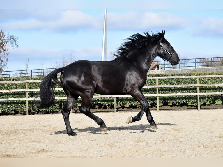 KWPN Gelding 3 years 16 hh Black in IJsselstein