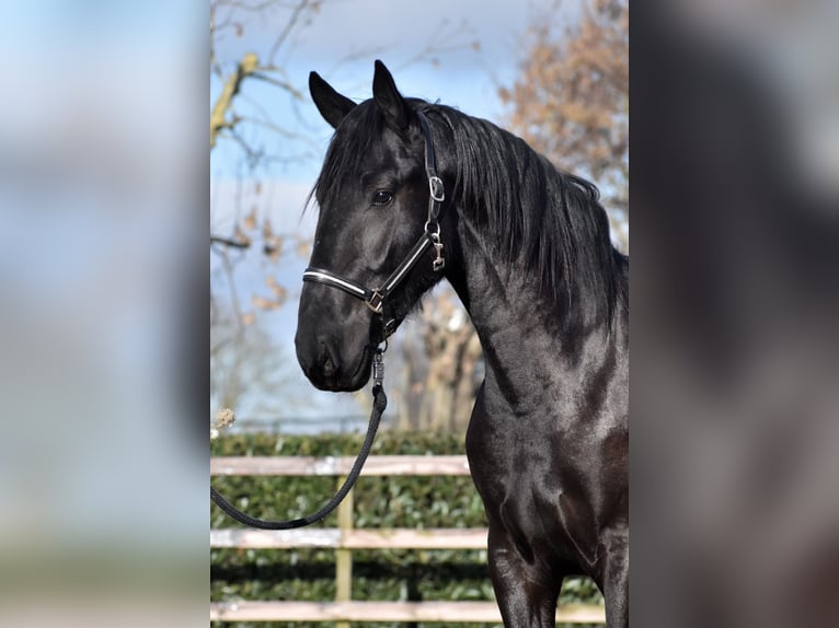 KWPN Gelding 3 years 16 hh Black in IJsselstein