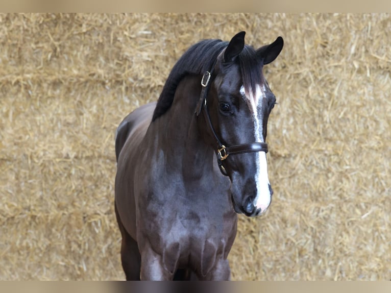 KWPN Gelding 3 years 16 hh Black in Moergestel