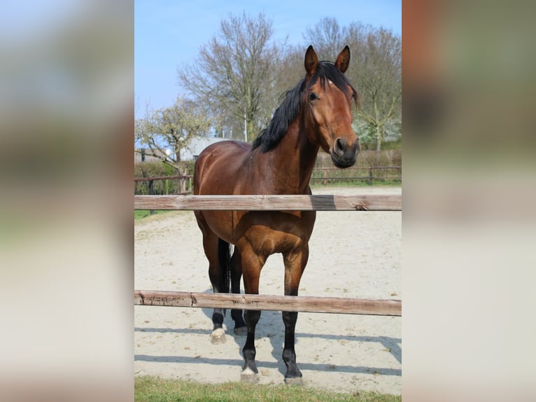 KWPN Gelding 3 years 16 hh Brown in Geldermalsen