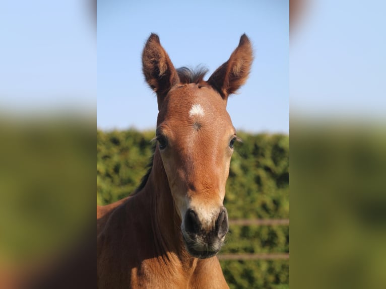KWPN Gelding 3 years 16 hh Brown in Geldermalsen