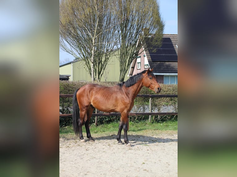 KWPN Gelding 3 years 16 hh Brown in Geldermalsen