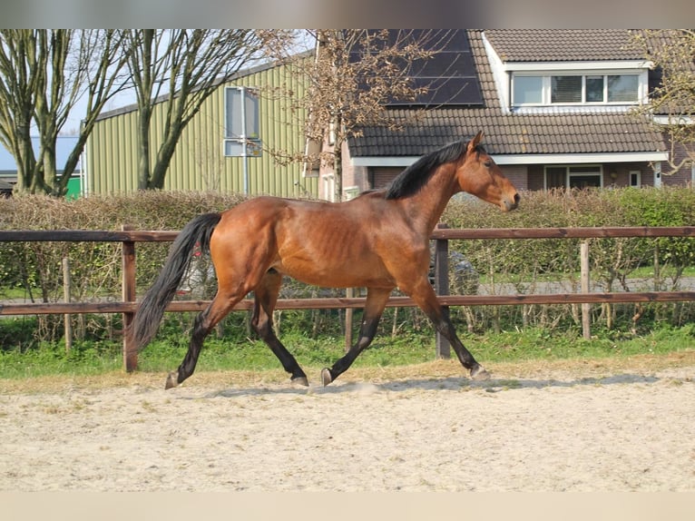 KWPN Gelding 3 years 16 hh Brown in Geldermalsen