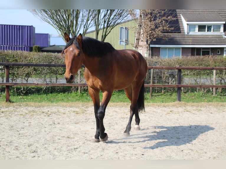 KWPN Gelding 3 years 16 hh Brown in Geldermalsen