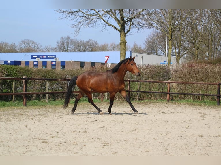 KWPN Gelding 3 years 16 hh Brown in Geldermalsen
