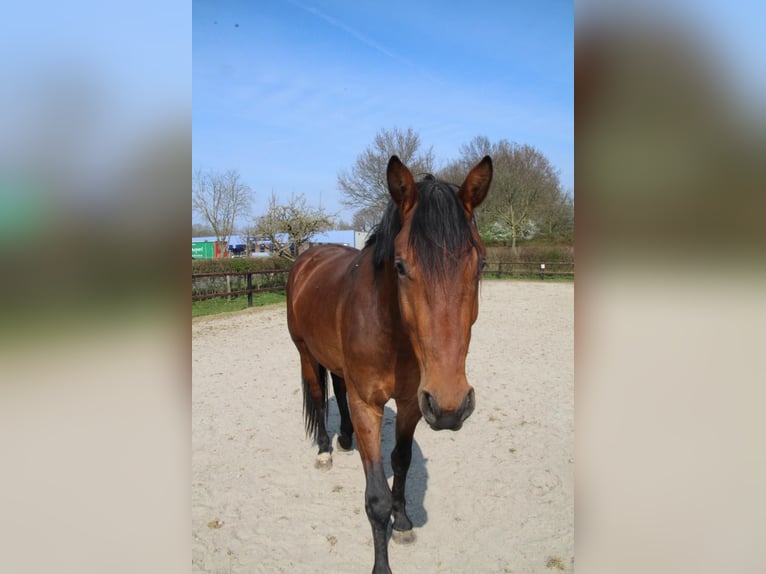 KWPN Gelding 3 years 16 hh Brown in Geldermalsen
