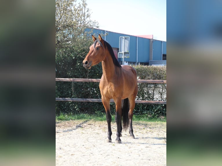 KWPN Gelding 3 years 16 hh Brown in Geldermalsen