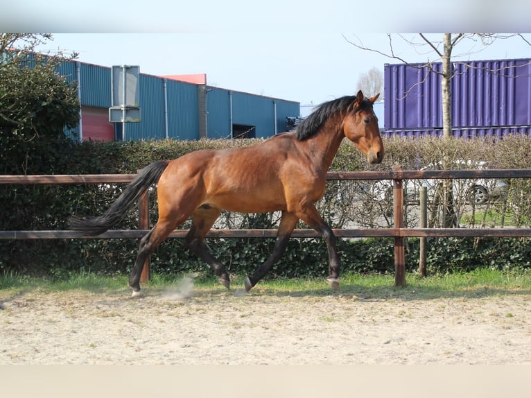 KWPN Gelding 3 years 16 hh Brown in Geldermalsen
