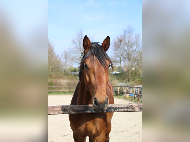 KWPN Gelding 3 years 16 hh Brown in Geldermalsen