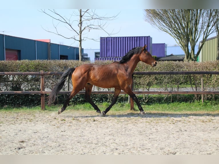 KWPN Gelding 3 years 16 hh Brown in Geldermalsen