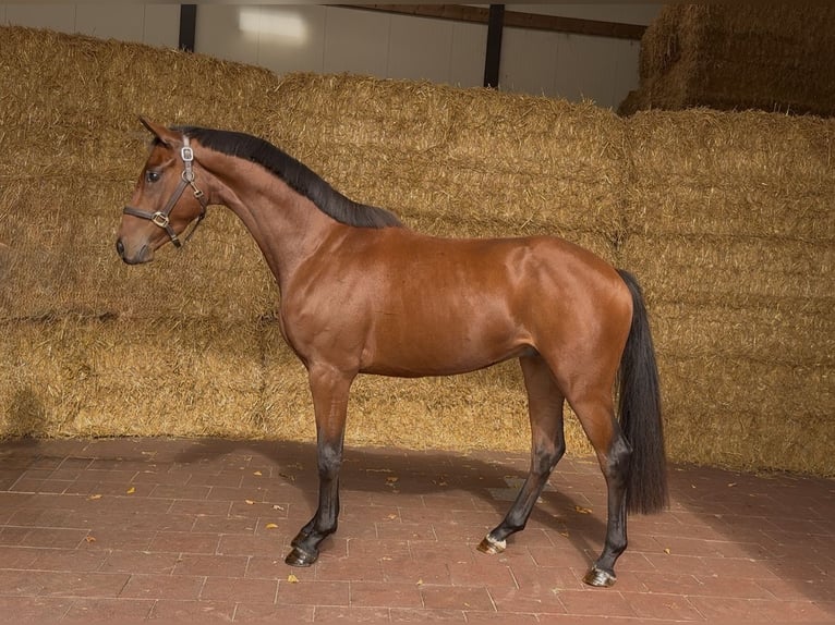 KWPN Gelding 3 years 16 hh Brown in Moergestel