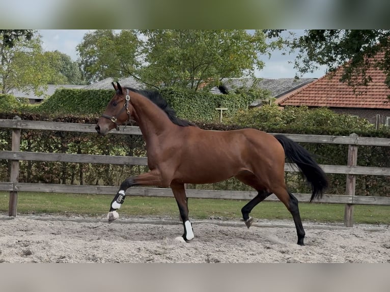 KWPN Gelding 3 years 16 hh Brown in Moergestel