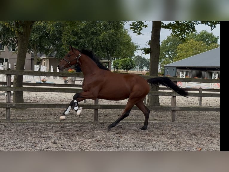 KWPN Gelding 3 years 16 hh Brown in Moergestel