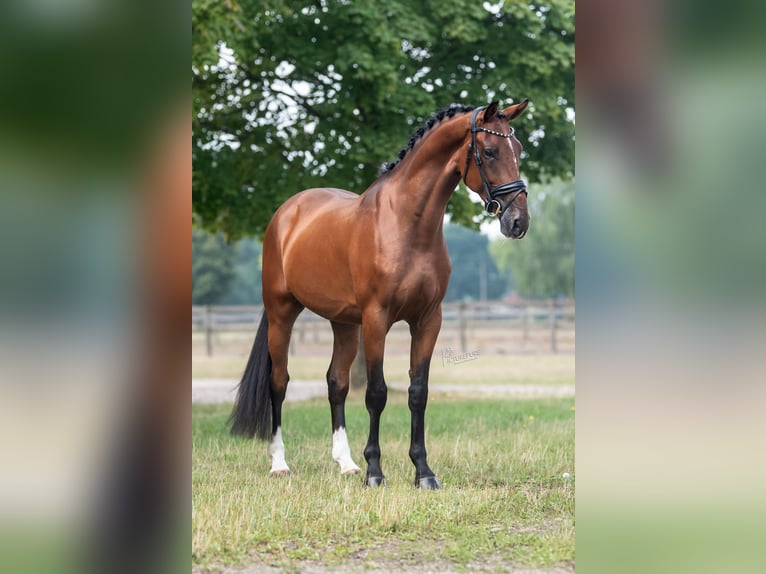KWPN Gelding 3 years 16 hh Brown in Peer