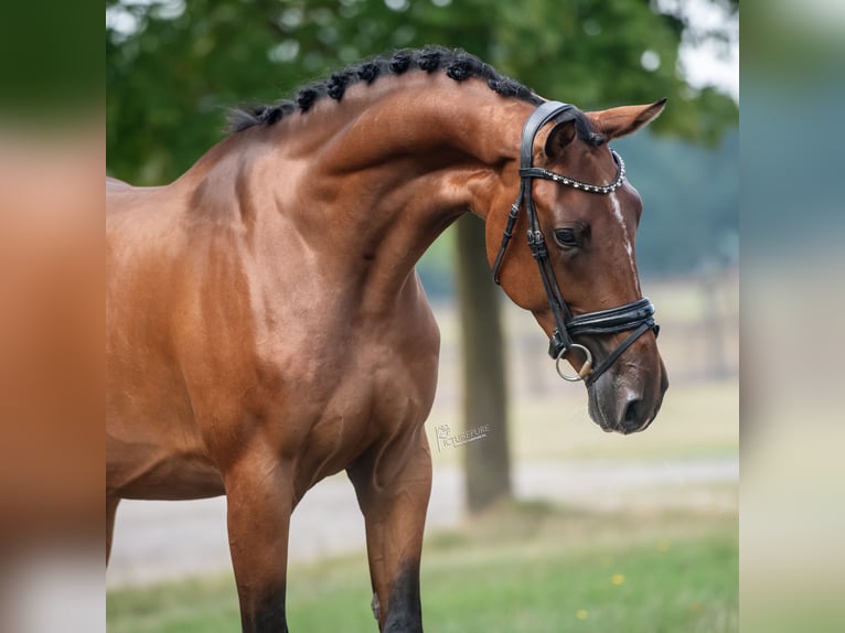 KWPN Gelding 3 years 16 hh Brown in Peer