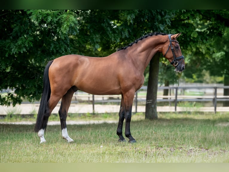 KWPN Gelding 3 years 16 hh Brown in Peer