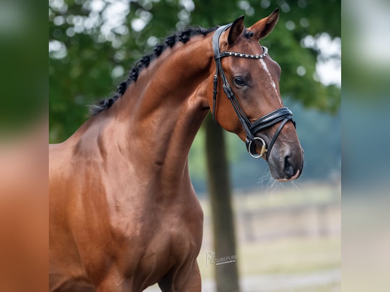 KWPN Gelding 3 years 16 hh Brown in Peer