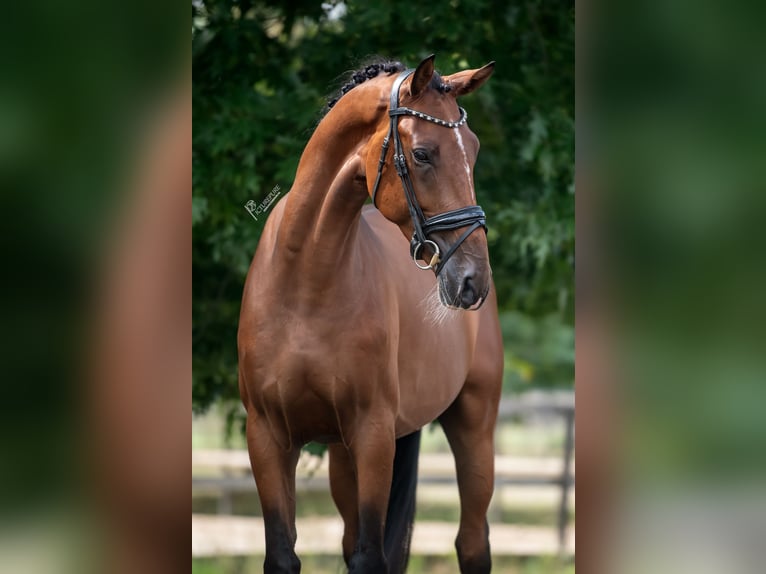 KWPN Gelding 3 years 16 hh Brown in Peer