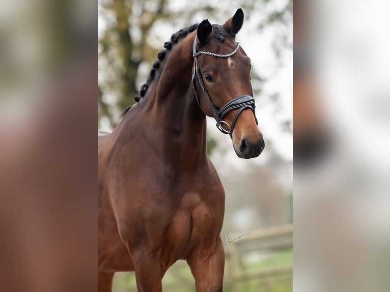 KWPN Gelding 3 years 16 hh Brown in Weert