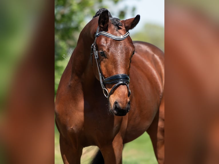 KWPN Gelding 3 years 16 hh Brown-Light in Peer