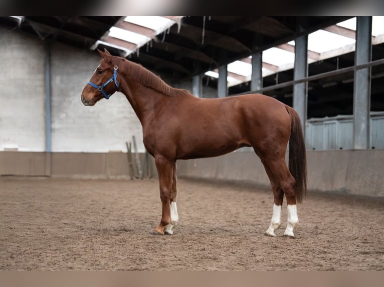 KWPN Gelding 3 years 16 hh Brown-Light in Peer