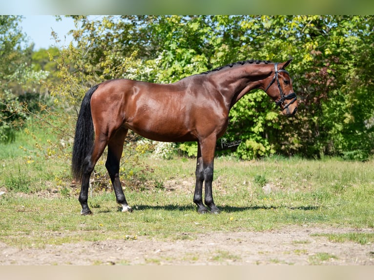 KWPN Gelding 3 years 16 hh Brown-Light in Peer