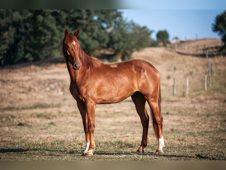 KWPN Gelding 3 years 16 hh Brown-Light in Pivka