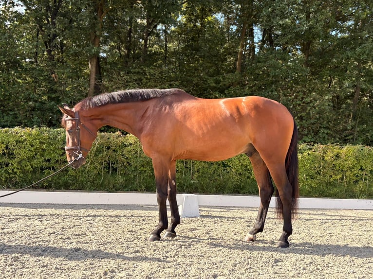 KWPN Gelding 3 years 16 hh Brown in Nijkerk