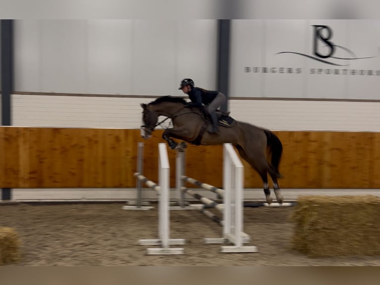 KWPN Gelding 3 years 16 hh Brown in Moergestel