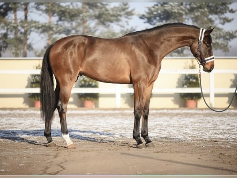 KWPN Gelding 3 years 16 hh Brown in Mor