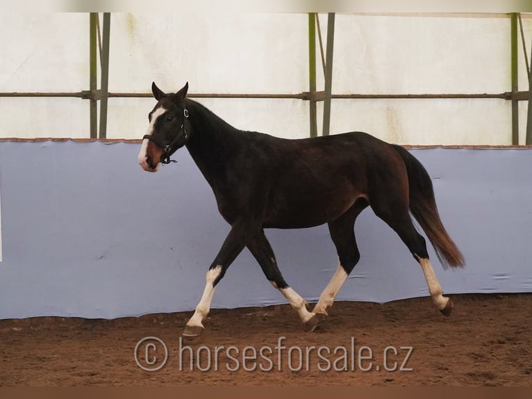 KWPN Gelding 3 years 16 hh Brown in Ceske Budejovice