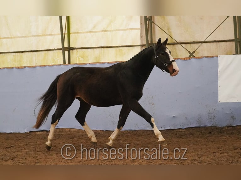 KWPN Gelding 3 years 16 hh Brown in Ceske Budejovice