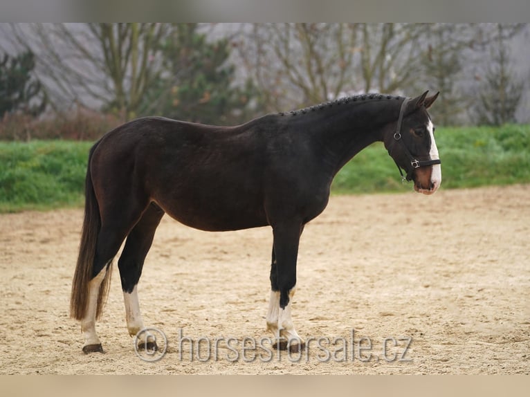 KWPN Gelding 3 years 16 hh Brown in Ceske Budejovice