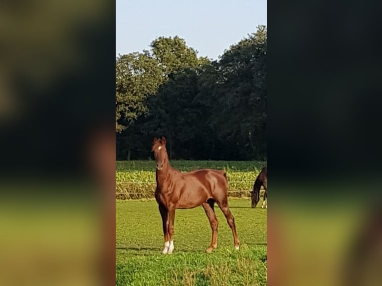 KWPN Gelding 3 years 16 hh Chestnut in Asten