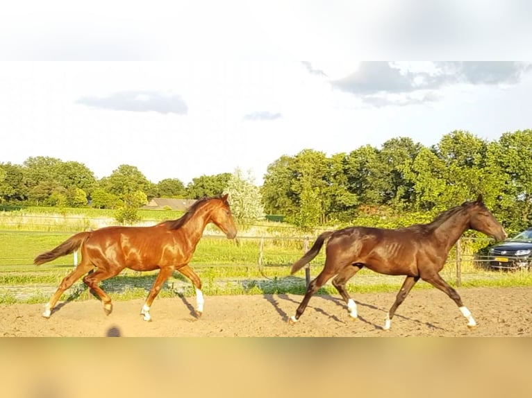 KWPN Gelding 3 years 16 hh Chestnut in Asten
