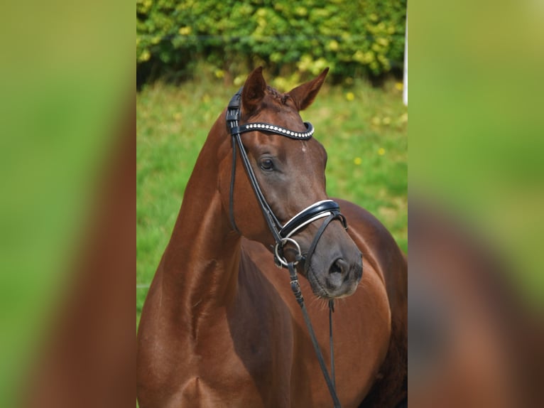 KWPN Gelding 3 years 16 hh Chestnut in Fürstenau