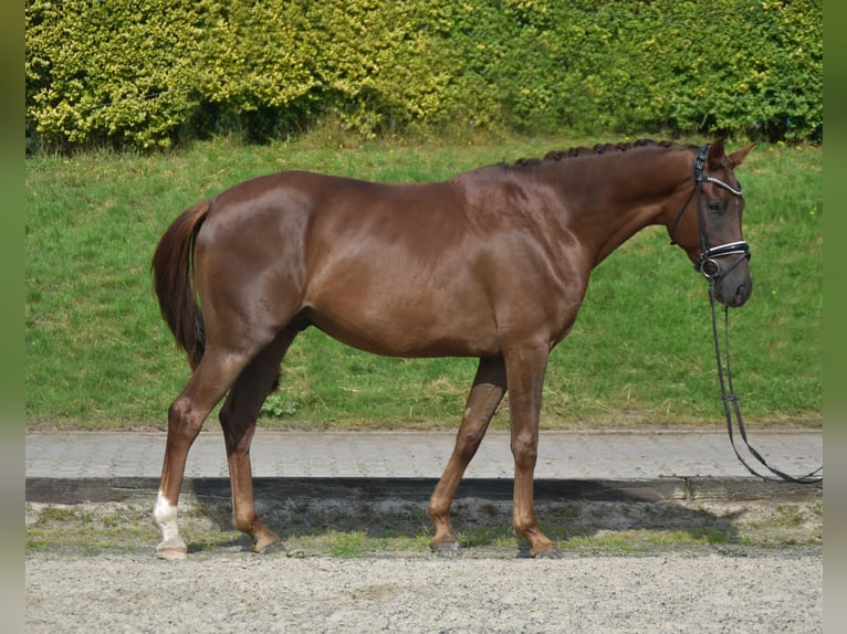 KWPN Gelding 3 years 16 hh Chestnut in Fürstenau