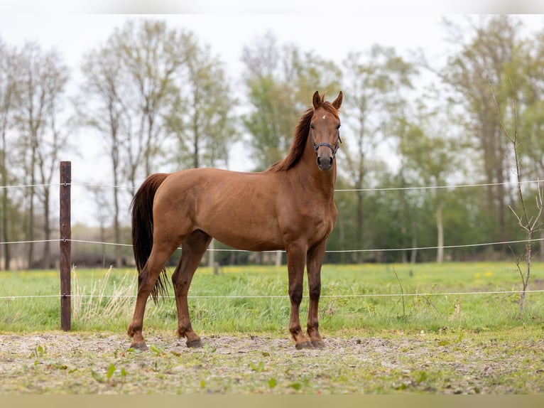 KWPN Gelding 3 years 16 hh Chestnut-Red in Elim