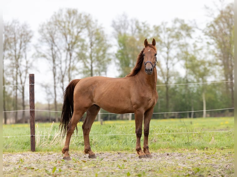 KWPN Gelding 3 years 16 hh Chestnut-Red in Elim