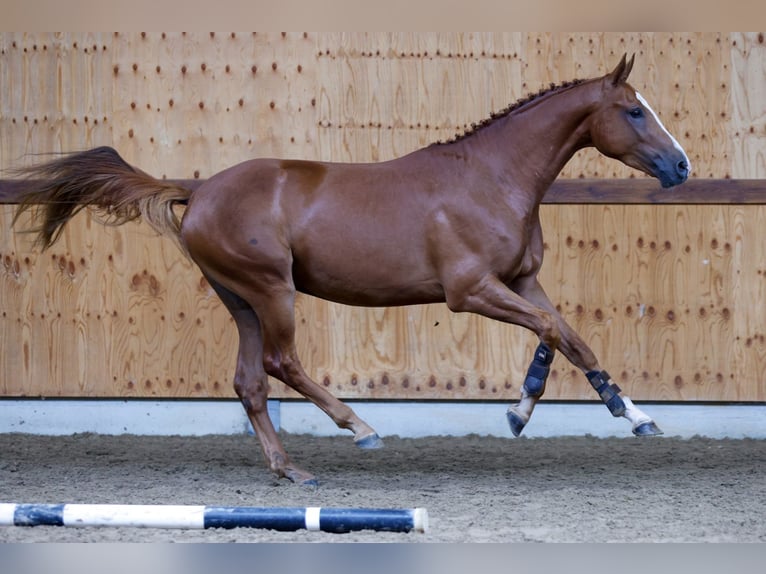 KWPN Gelding 3 years 16 hh Chestnut-Red in Kinrooi