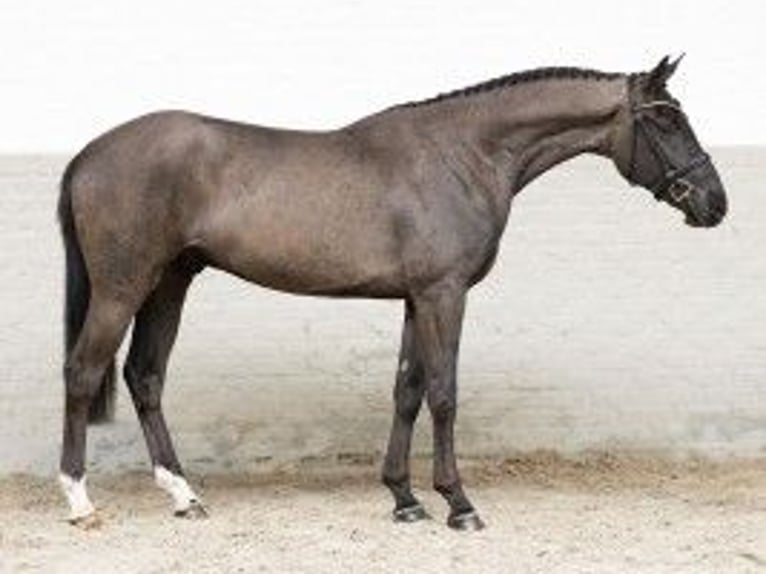 KWPN Gelding 3 years 16 hh Gray-Dark-Tan in Heerde