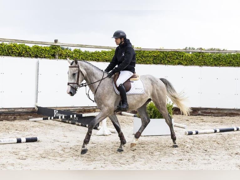 KWPN Gelding 3 years 16 hh Grey in Waddinxveen