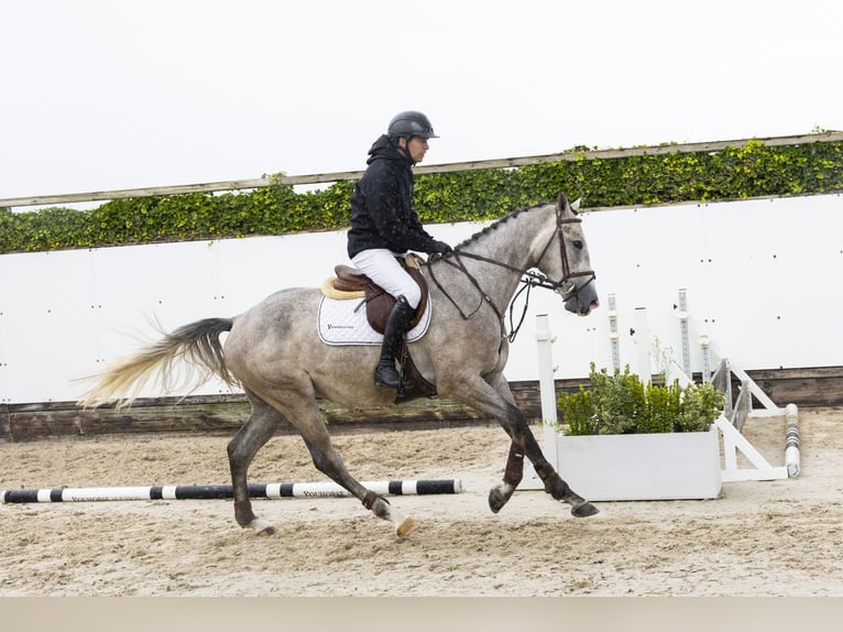 KWPN Gelding 3 years 16 hh Grey in Waddinxveen
