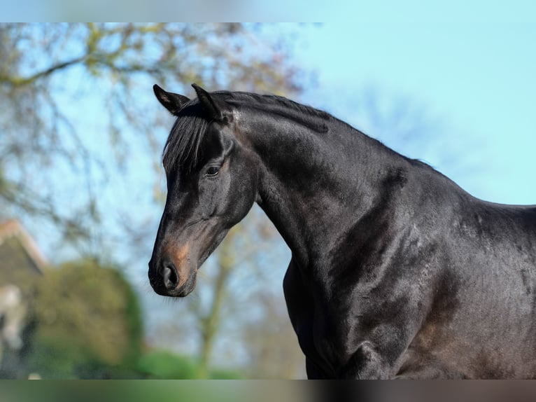 KWPN Gelding 3 years 16 hh Smoky-Black in Oud Gastel