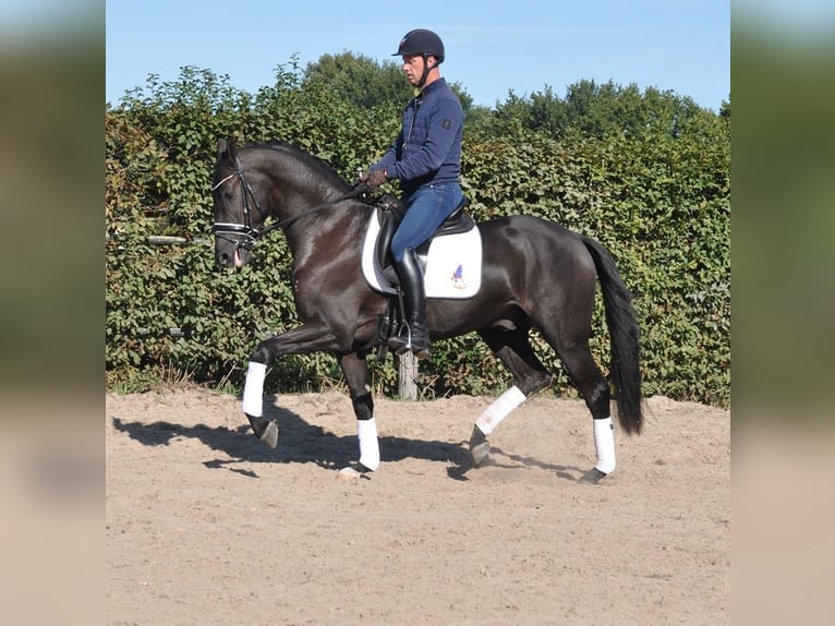 KWPN Gelding 3 years 16 hh Smoky-Black in Prinsenbeek