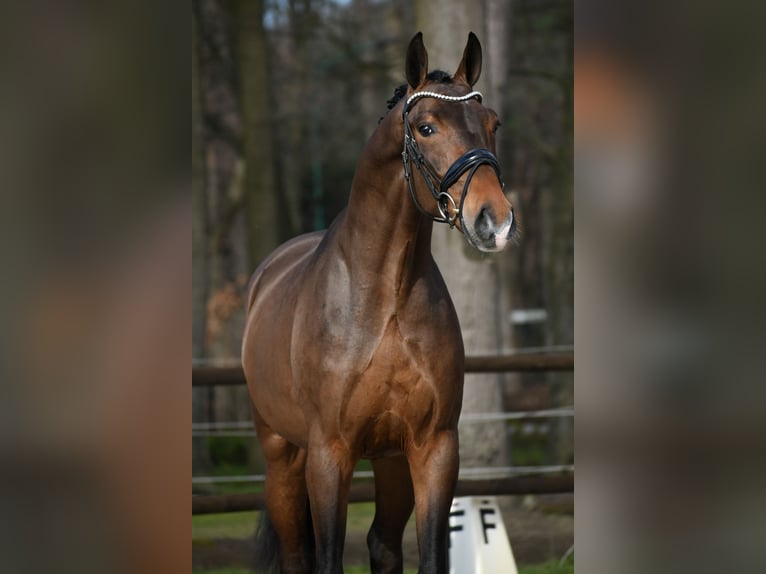 KWPN Gelding 3 years 16,1 hh Bay-Dark in Loon op Zand