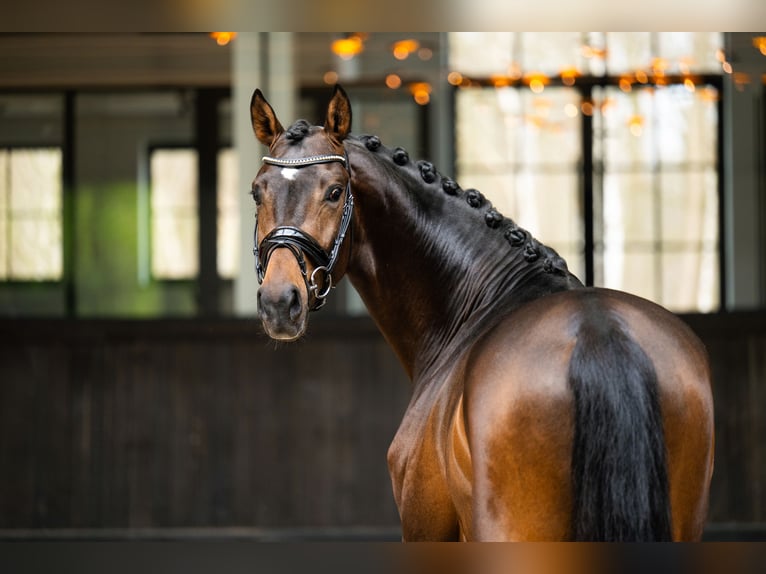 KWPN Gelding 3 years 16,1 hh Bay-Dark in Mol