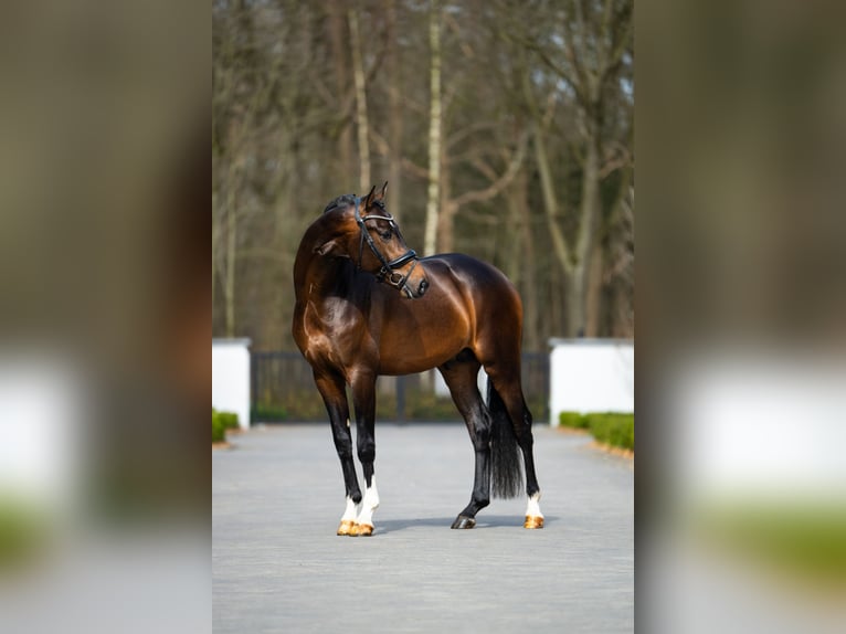 KWPN Gelding 3 years 16,1 hh Bay-Dark in Mol