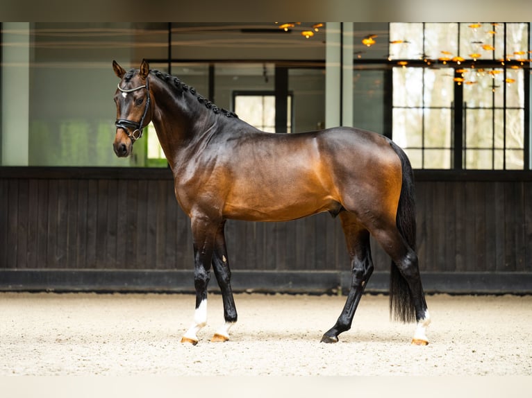 KWPN Gelding 3 years 16,1 hh Bay-Dark in Mol